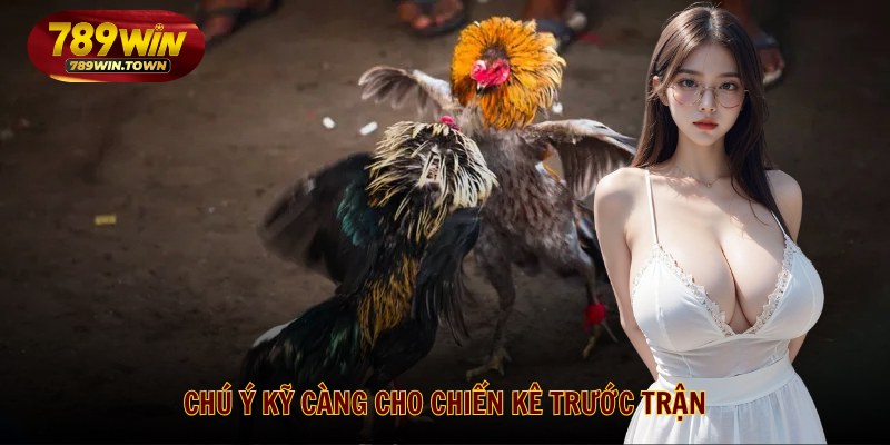 Chú ý kỹ càng cho chiến kê trước trận