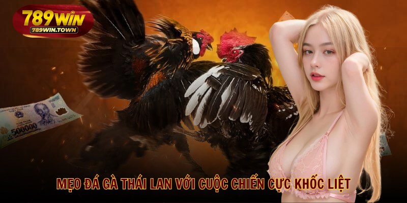 Mẹo đá gà Thái Lan với cuộc chiến cực khốc liệt