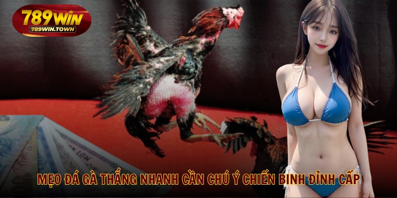 Mẹo đá gà thắng nhanh cần chú ý chiến binh đỉnh cấp